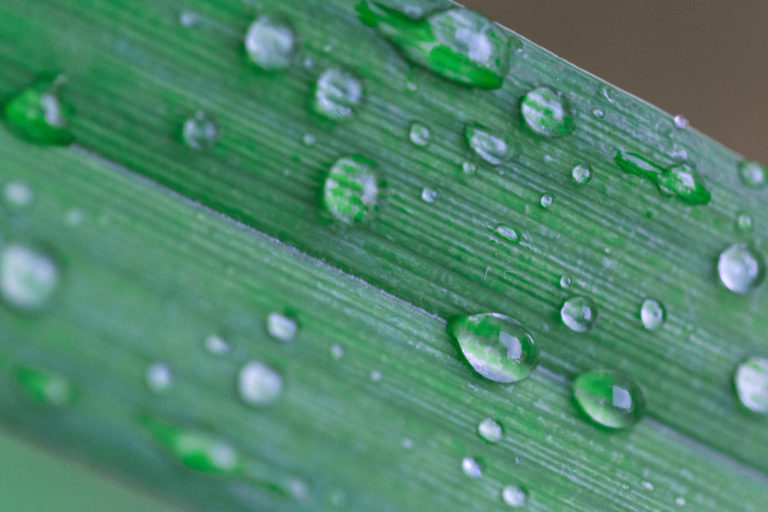 Macro Rain Droplets