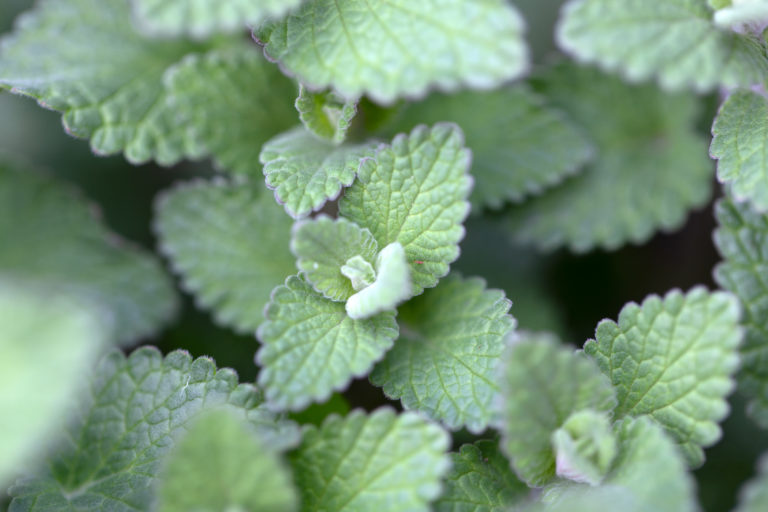 Tiny Plant Leaves