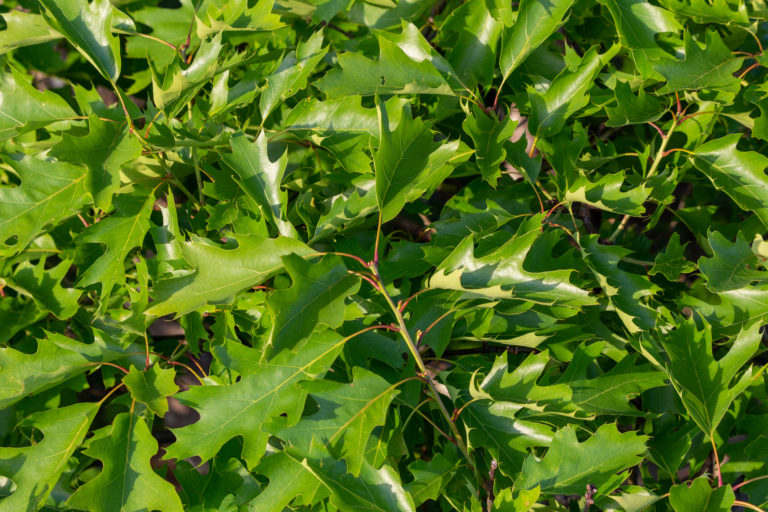 Rich Green Leaves