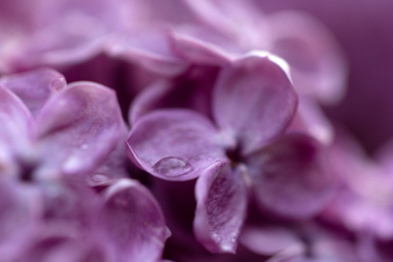 Pretty Macro Flower and Rain