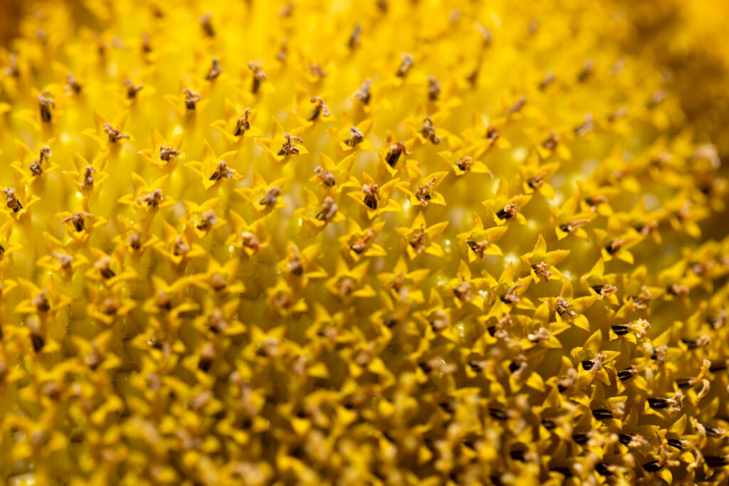 Vibrant Yellow Sunflower Macro