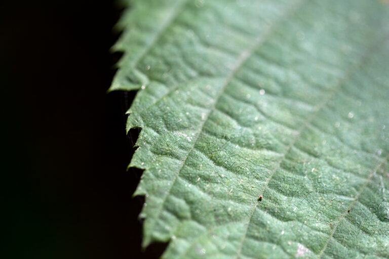 Jagged Leaf Macro