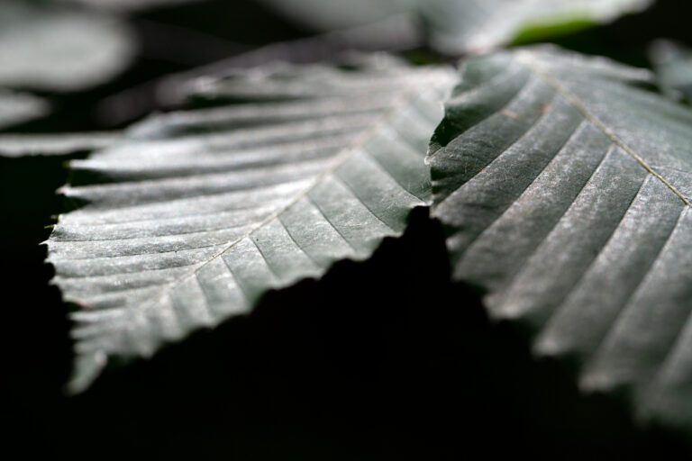 Macro Leaves on Dark Background