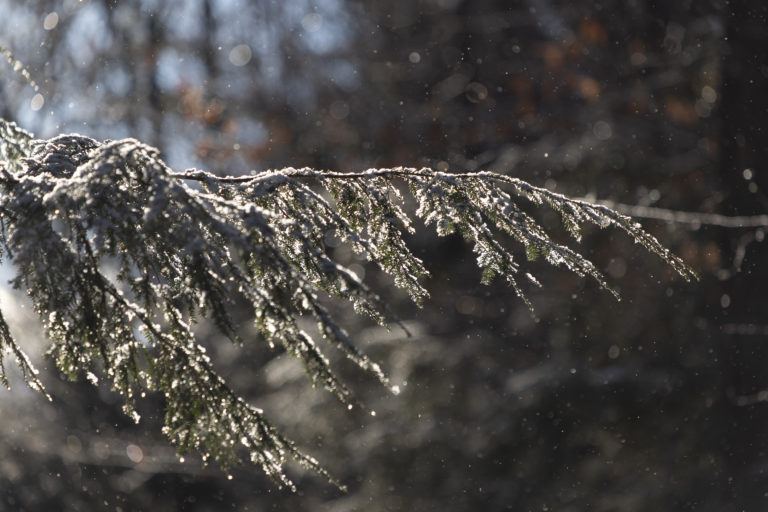 Winter Branch