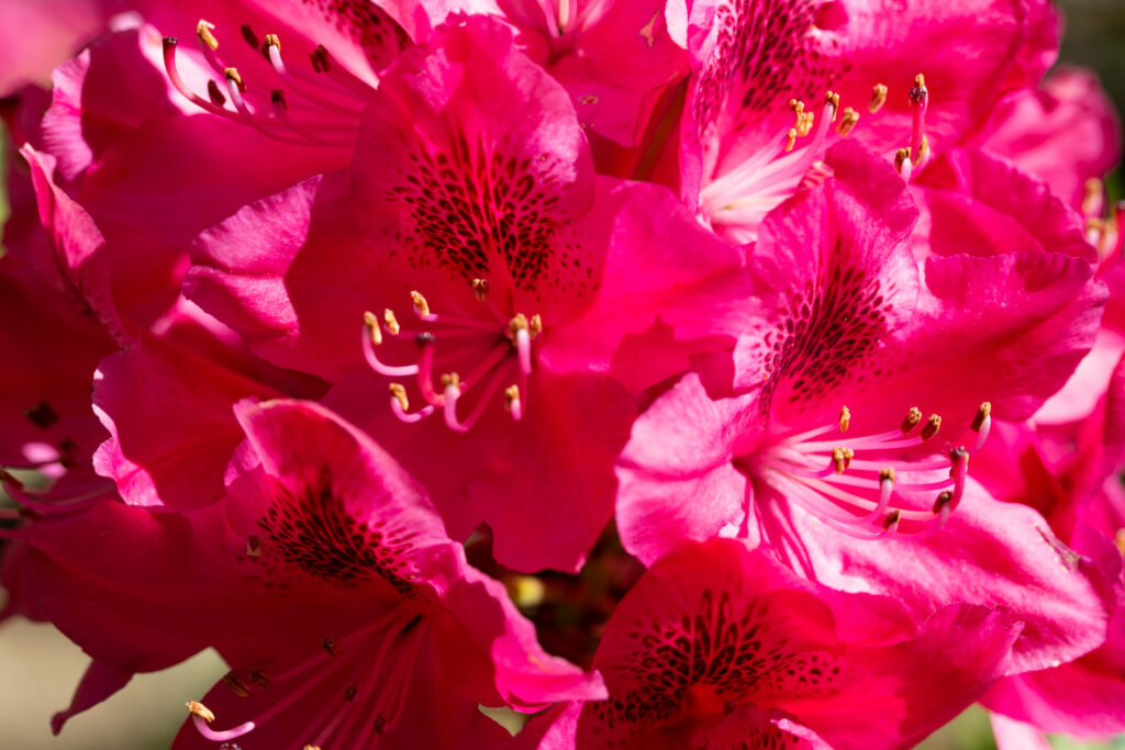 Pink Flowers