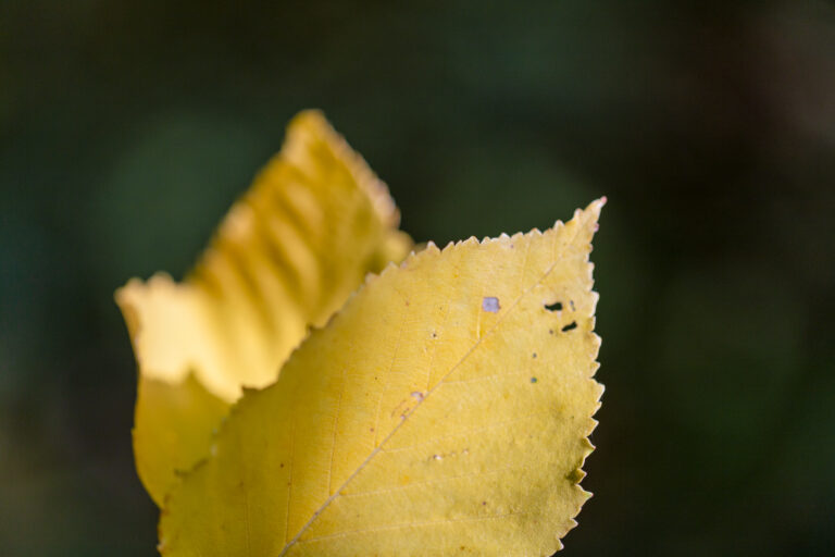 Yellow Leaf