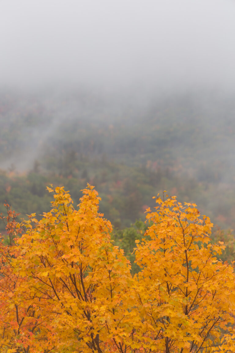 Maple Tree Foliage and Foggy Mountains