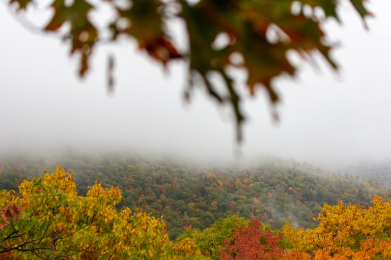 Foggy Fall Foliage Landscape