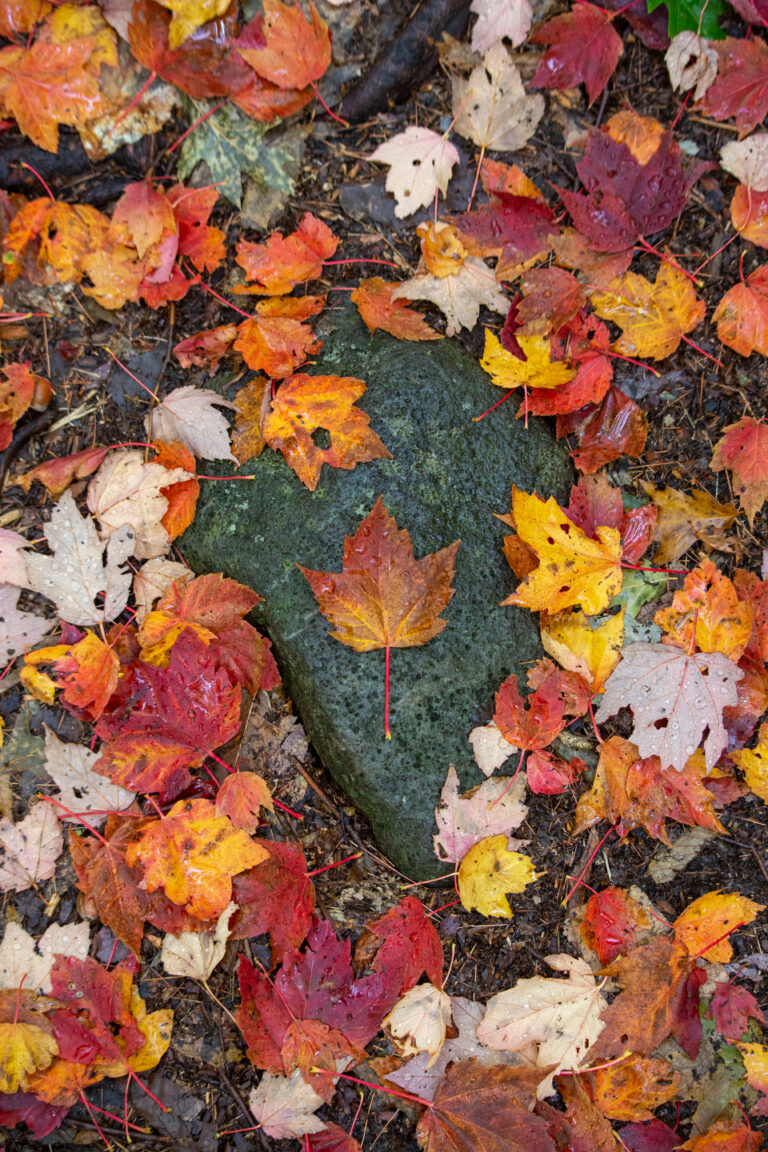 Maple Leaf Fall Foliage on Rocks