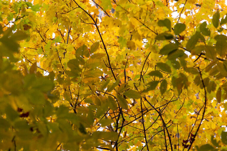 Beautiful Layered Autumn Foliage