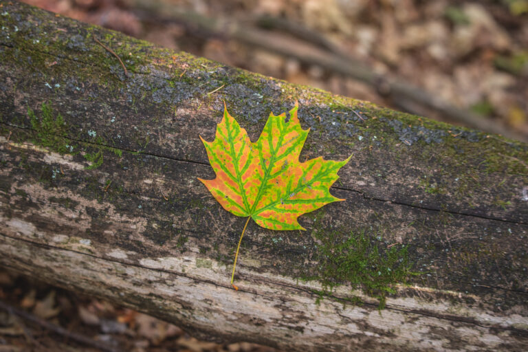 Lone Maple Leaf