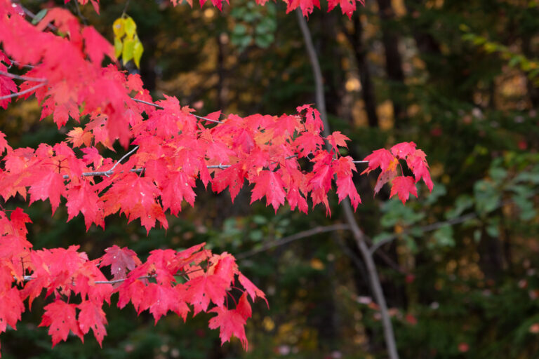 Red Maple Tree Leaves