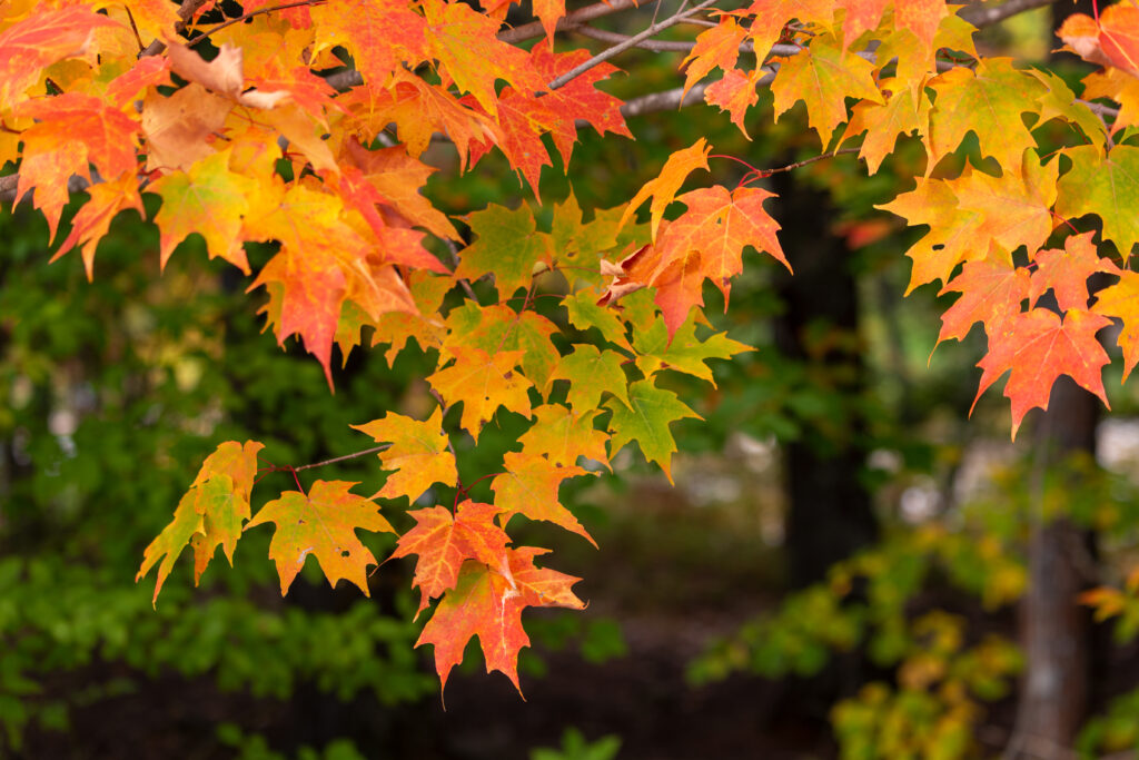 Orange Maple Tree Leaves