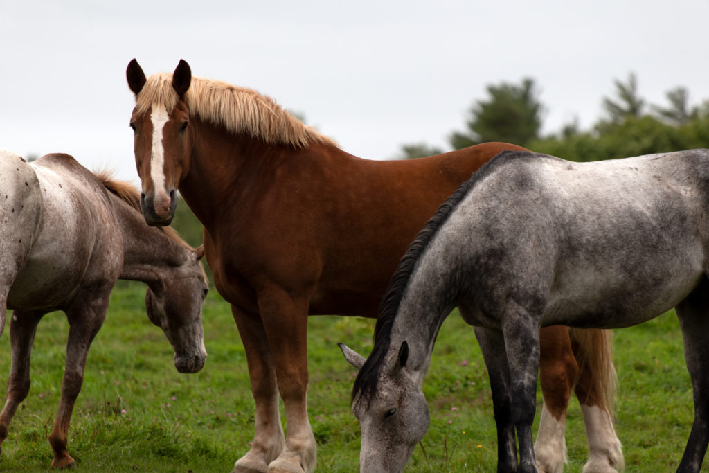 Horses in Green Pasture