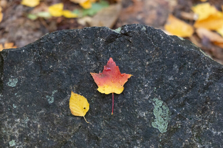 Autumn Foliage on a Rock