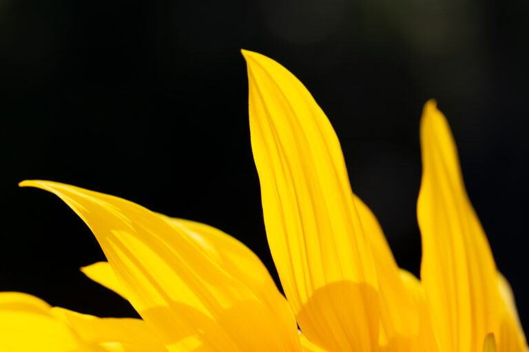 Isolated Sunflower Petals