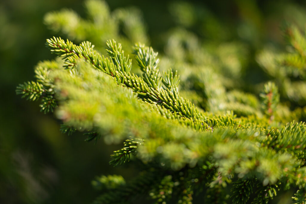 Green Tree Branches