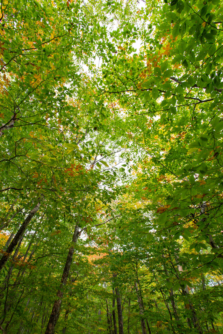 Forest Canopy