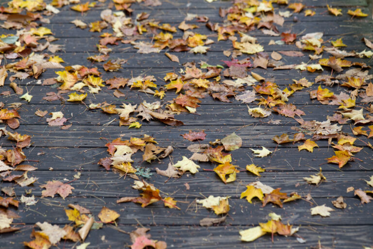 Fall Leaves on a Wooden Bridge