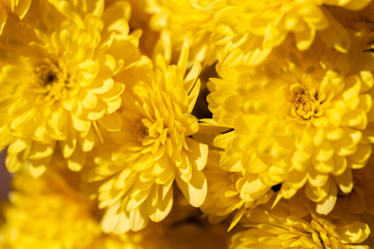 Bright Yellow Mum Flowers