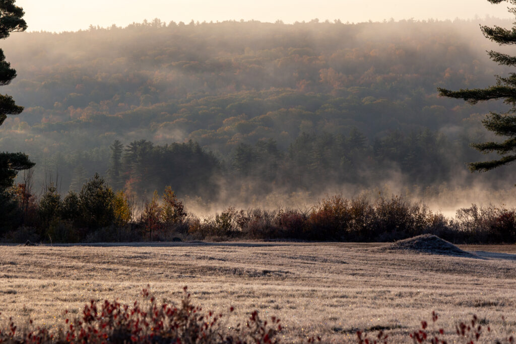 Cold Misty Landscape