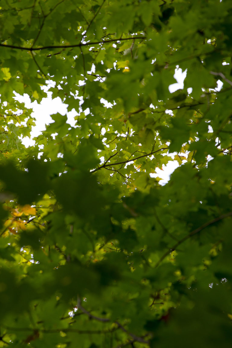 Maple Tree Canopy