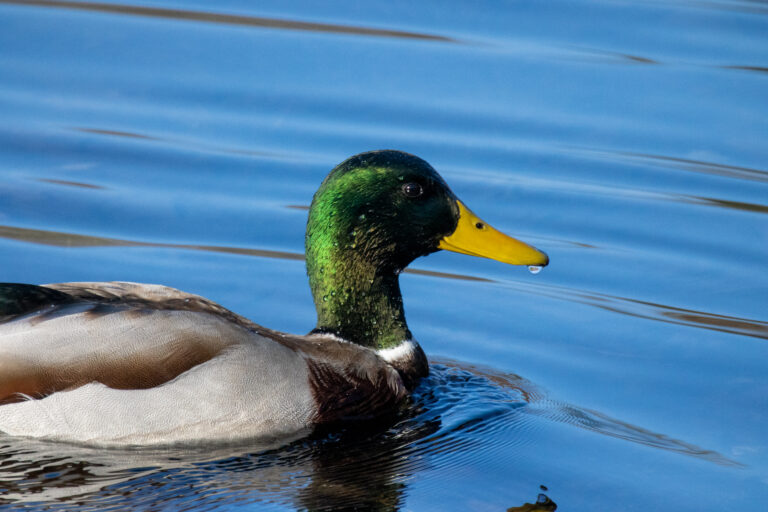 Beautiful Duck Swimming