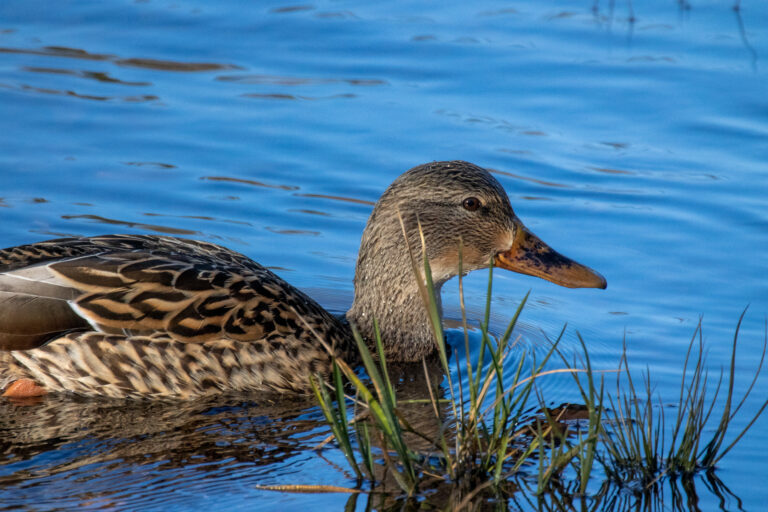 Duck in a Pond