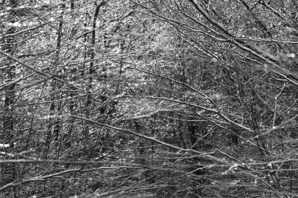 Tree Branches Frozen With Ice