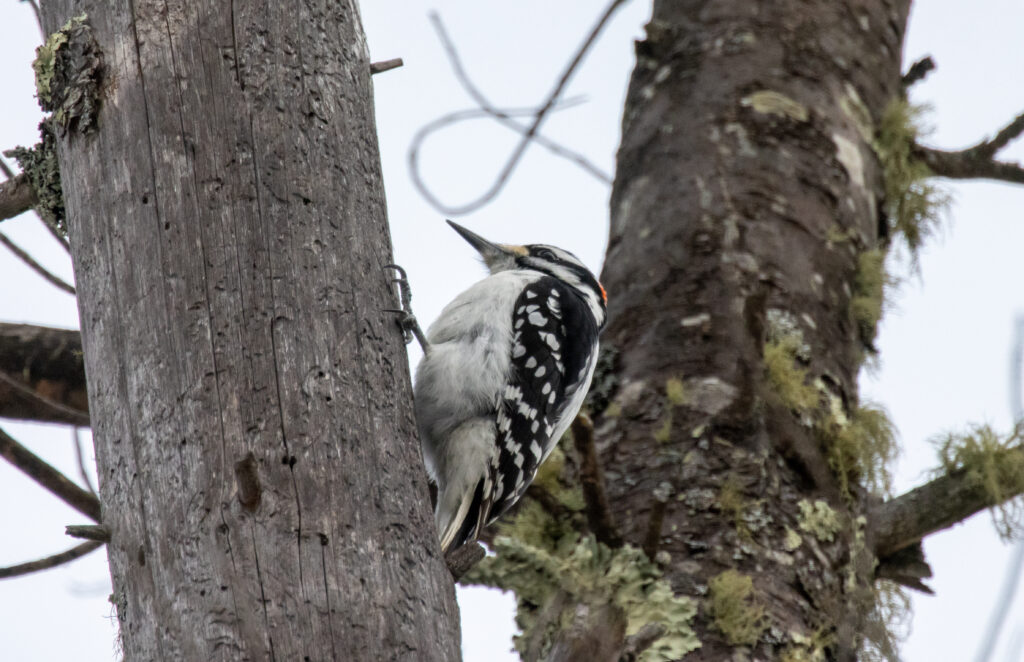 Bird Looking for Food