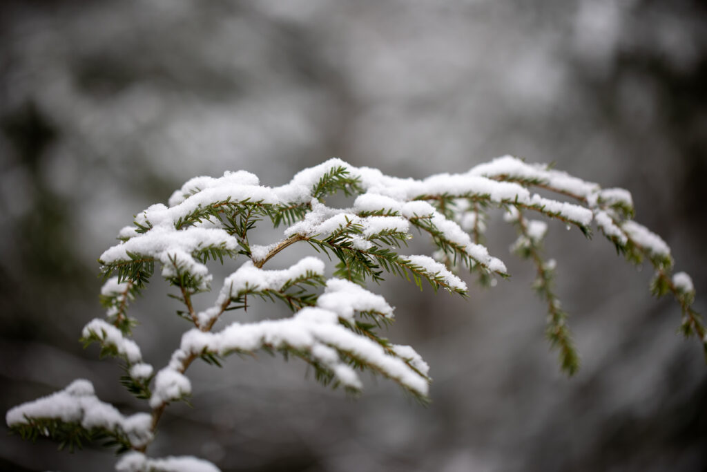 Fresh Snow on Trees