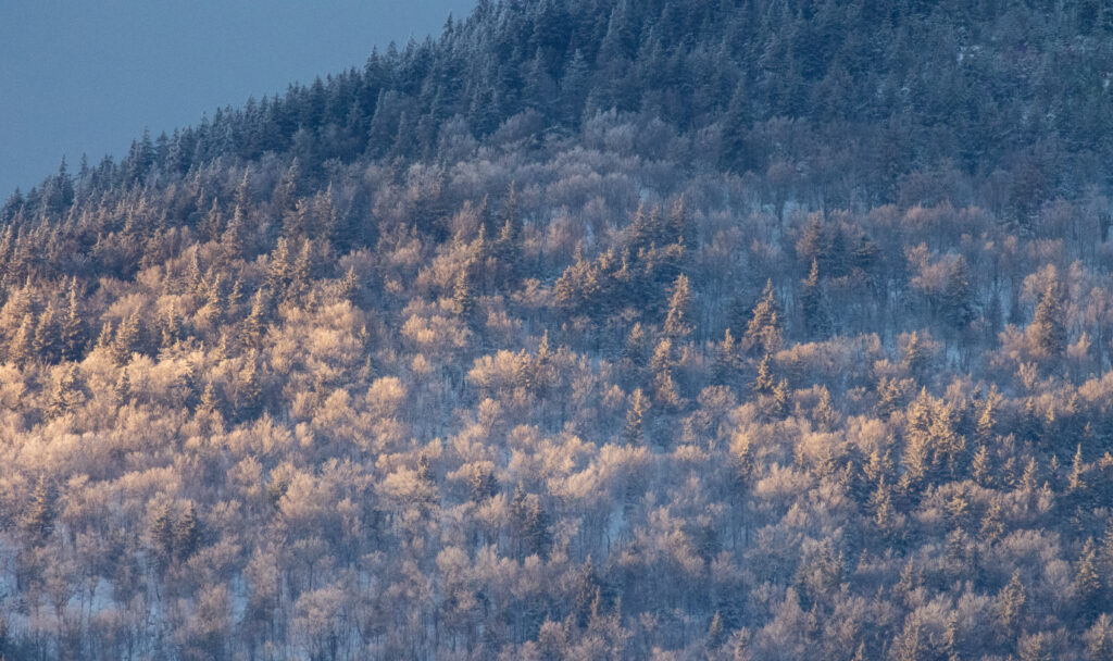 Moody Winter Landscape