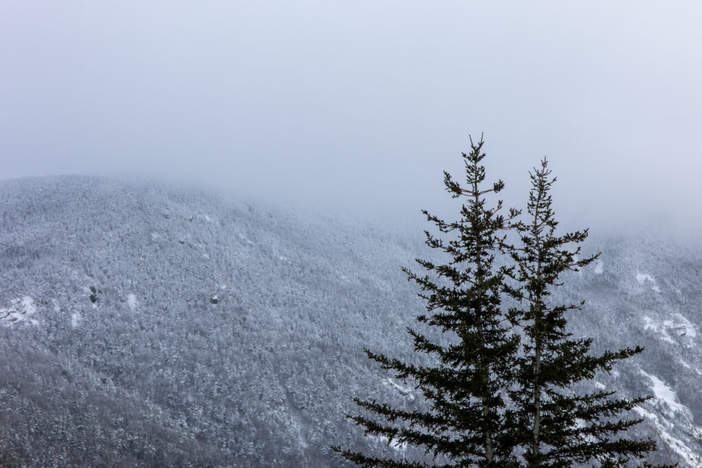 Trees and a Winter Landscape