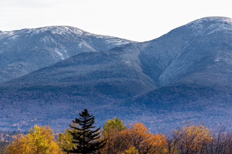 Trees Before Winter Mountains