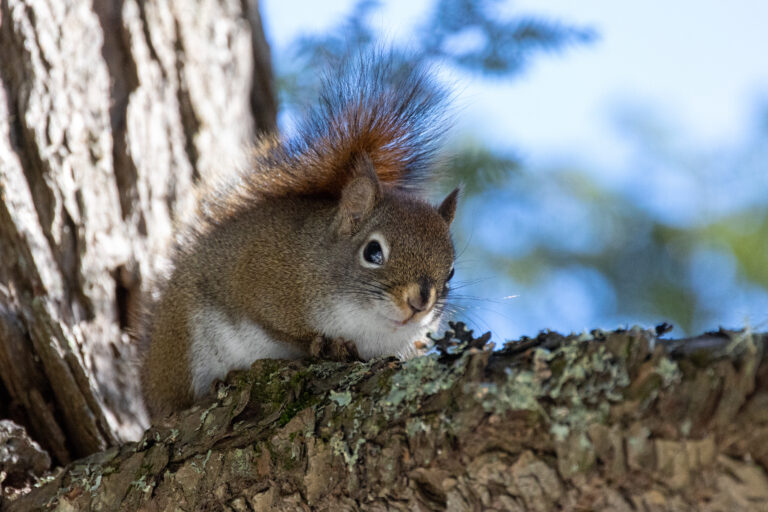 Curious Squirrel