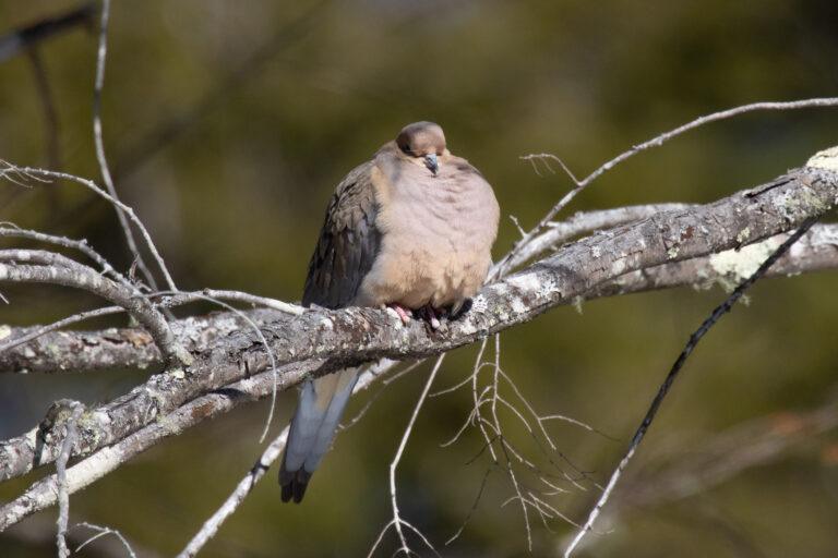 Bird Sleeping in Sunlight