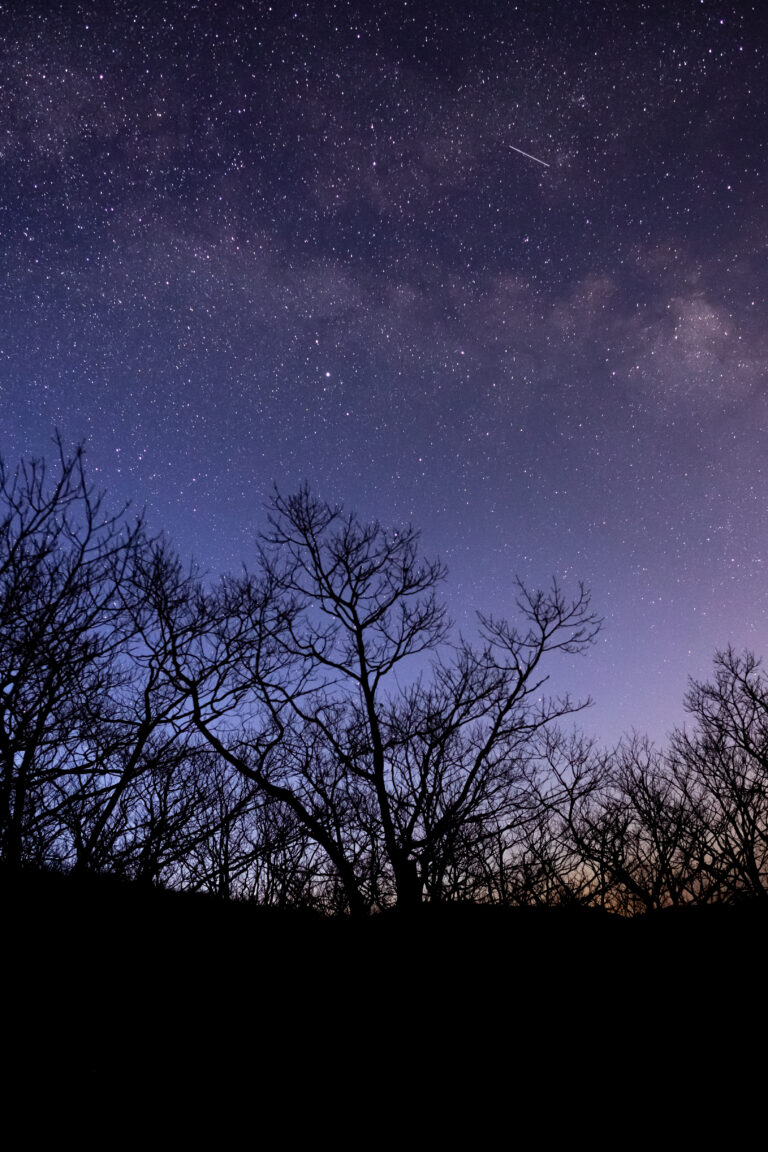 Milky Way Morning Trees