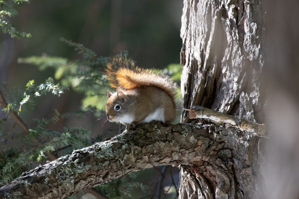 Happy Chipmunk