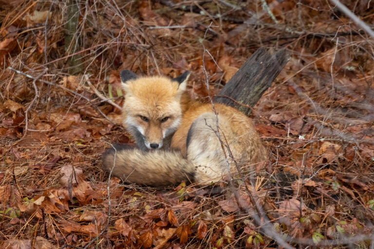 Resting Fox