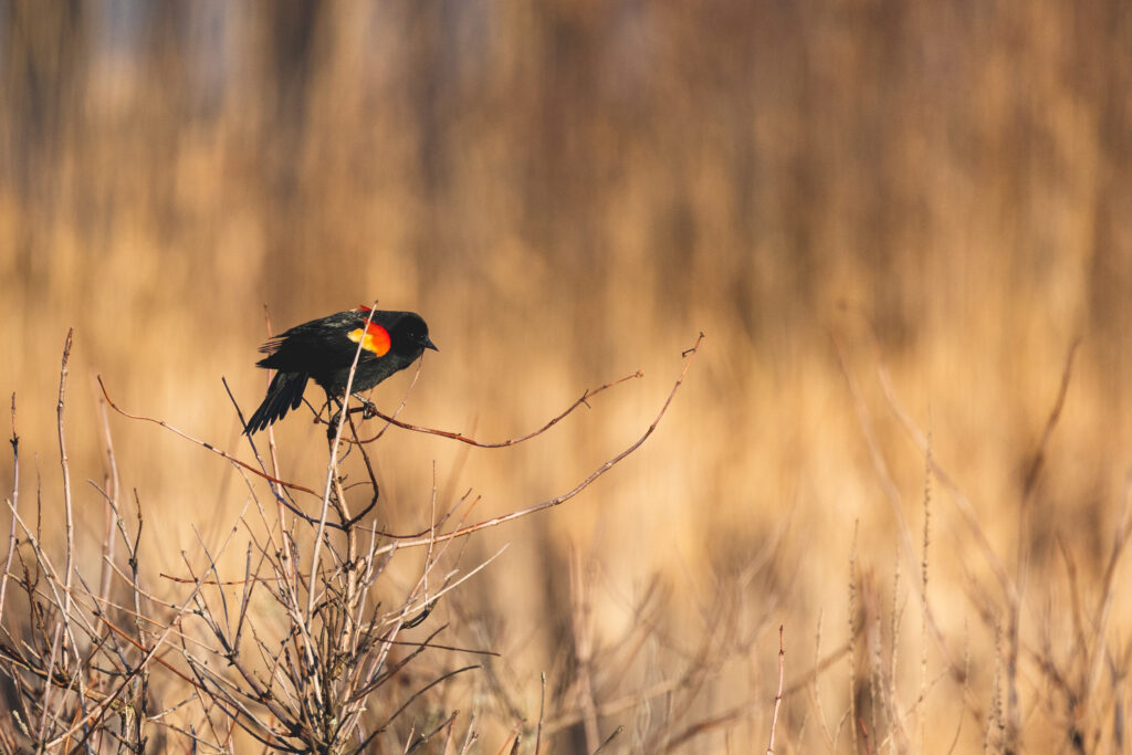 Red-winged Blackbird