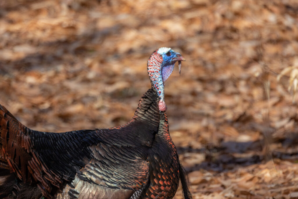 World’s Ugliest Bird