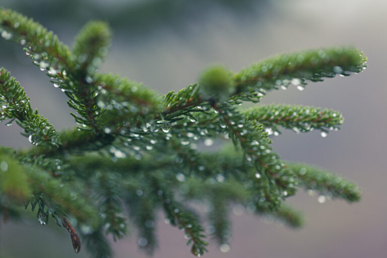 Wet Tree Branches