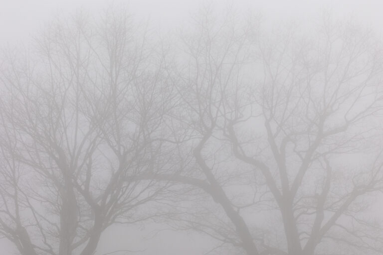 Foggy Tree Silhouettes