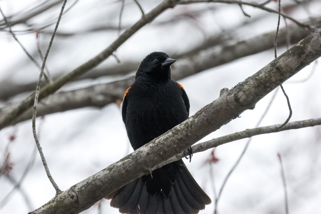 Perched Blackbird