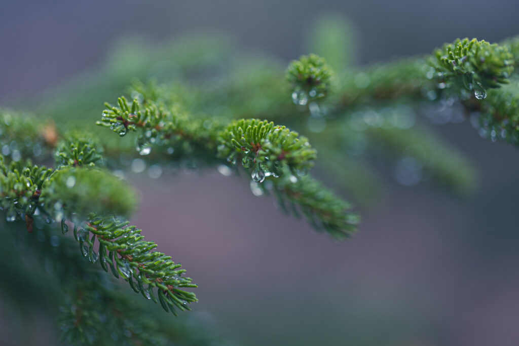 Rainy Forest