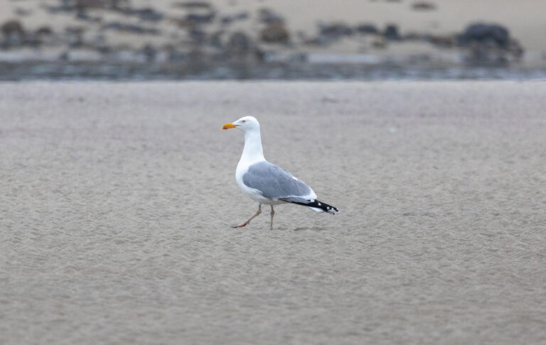 Seagull at the Beach