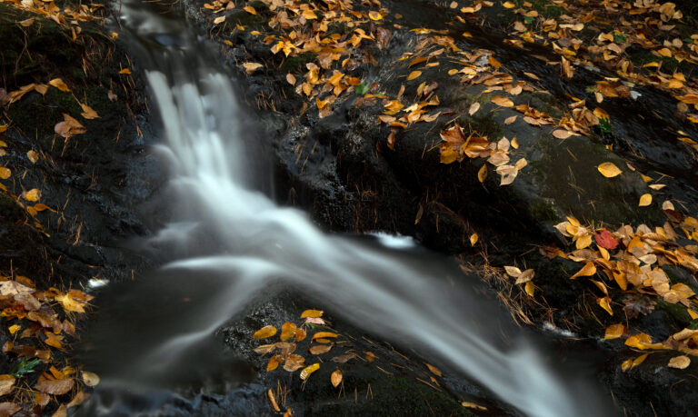 Rock Textures With Leaves