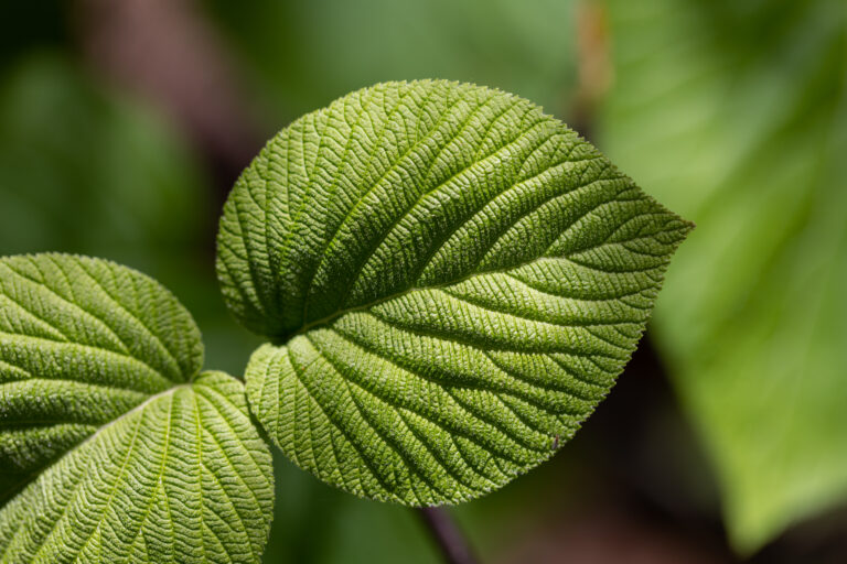 Leaf Textures