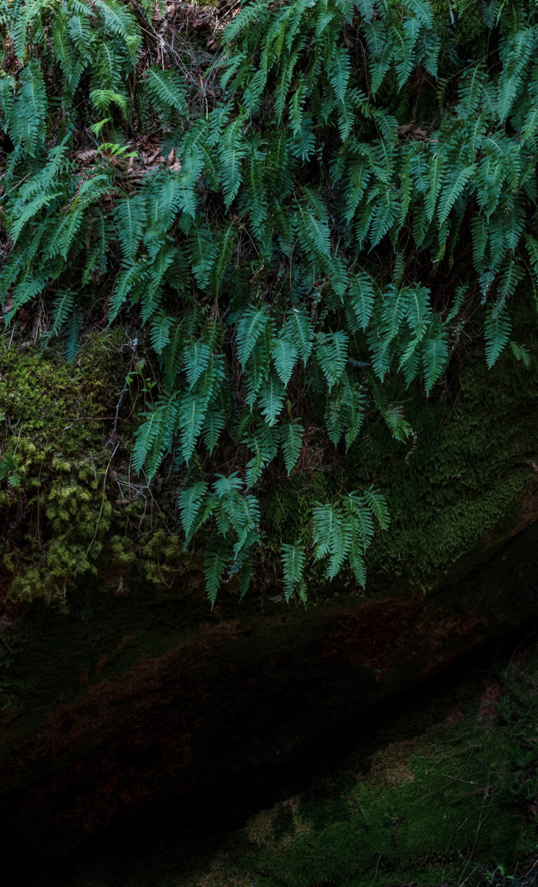 Rocky Ferns