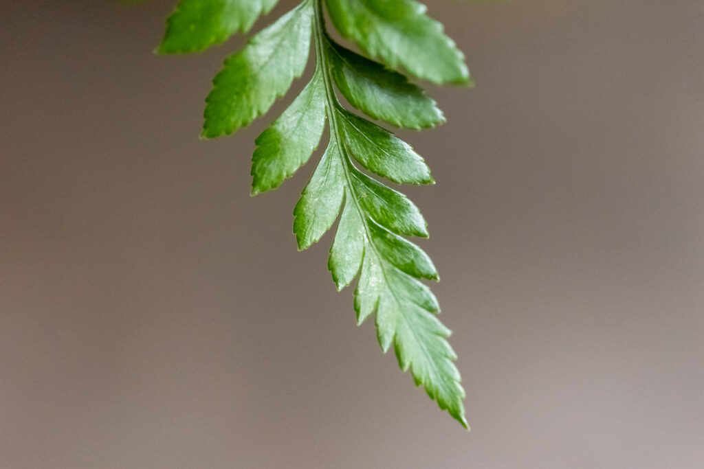 Macro Plant Detail